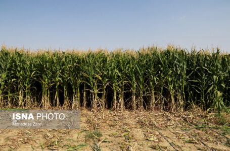 تعیین تغییرات اراضی کشاورزی با تصاویر ماهواره‌ای سنتینل‑۲