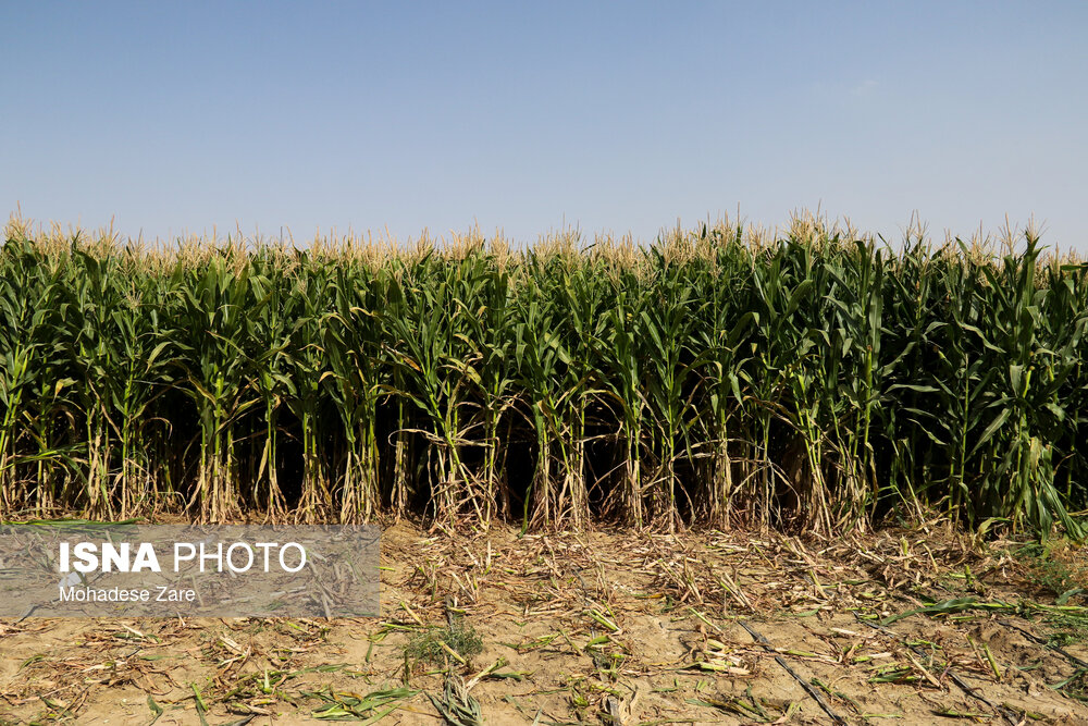 تعیین تغییرات اراضی کشاورزی با تصاویر ماهواره‌ای سنتینل‑۲